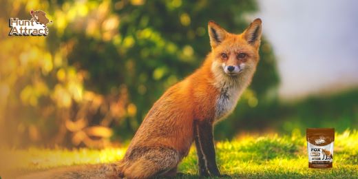 Comment attirer efficacement le renard ?