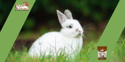 Comment attraper un lapin ?