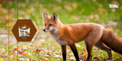 Comment stocker correctement votre attractif pour renard ?