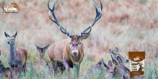 Comment faire pour attirer les cerfs et les chevreuils ?