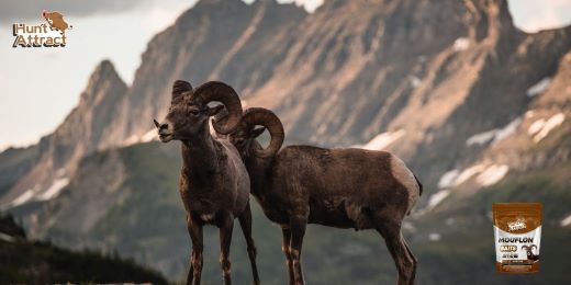 Comment attirer un mouflon ?