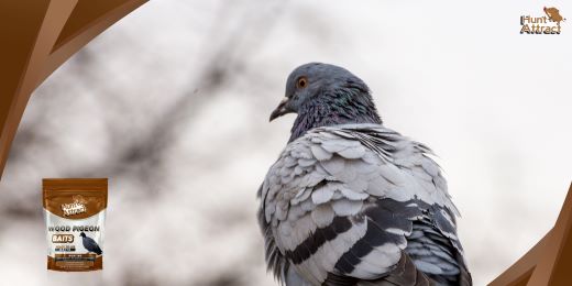 Comment fonctionne un attractif pour pigeon ?