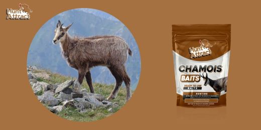 Comment utiliser les attractants pour chamois ?