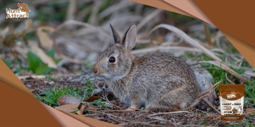 Quels sont les ingrédients clés d'un bon attractif pour lapin ?