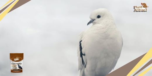 Comment appâter un pigeon ?