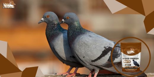 Comment les attractifs pour pigeons peuvent aider à attirer les pigeons ?