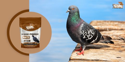 L'attractif pour pigeon est-il sans danger pour d'autres animaux ?