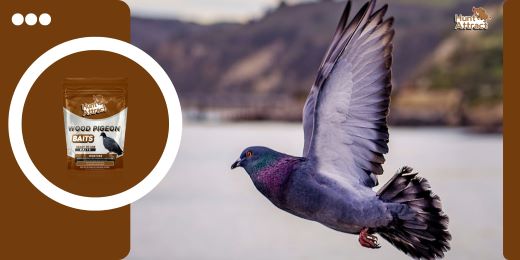 Quels sont les avantages d'utiliser un attractif pour pigeon ?