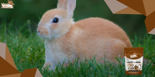 Comment utiliser l'attractif pour lapin de manière efficace?