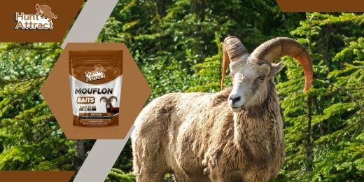 Comment créer un attractif efficace pour mouflon?