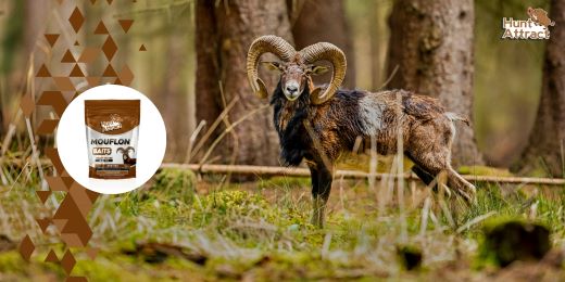 Comment choisir le meilleur attractif pour mouflon ?