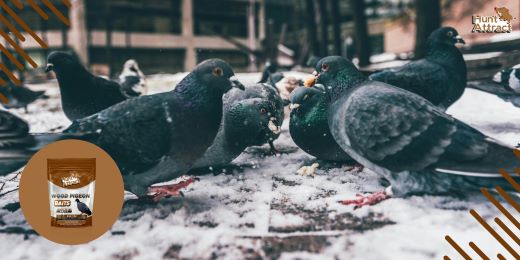 Comment tester l'efficacité d'un attractif pour pigeon ?