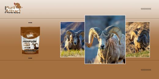 Quels sont les avantages de l'attraction pour mouflon ?